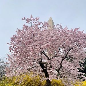 Meet your Posher, Diane